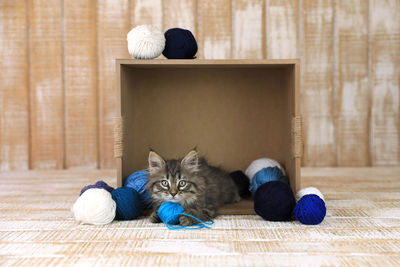 Portrait of cat resting on floor at home