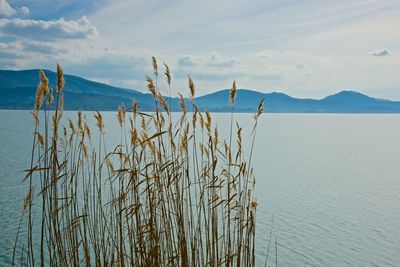 Wheat grass in front of lake and mountain