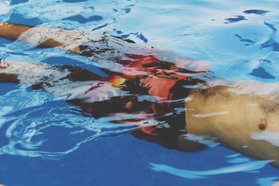 High angle view of fish in swimming pool