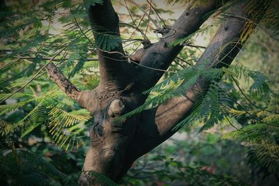 Lizard on tree in forest