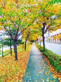 Autumn trees in park