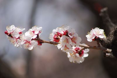 Close-up of cherry blossoms in spring