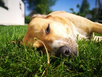 Close-up of a dog resting on field