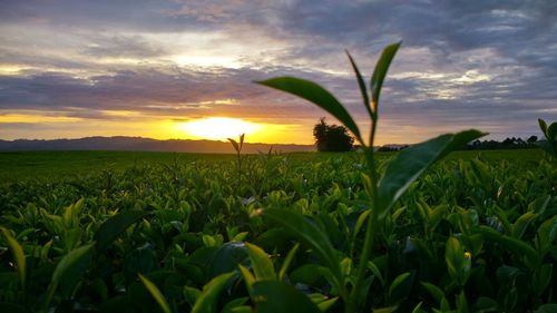 Close-up of fresh green field against sky during sunset