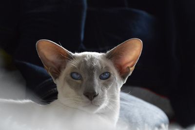 Close-up portrait of cat