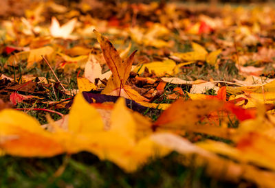 Close-up of yellow maple leaves fallen on leaf during autumn