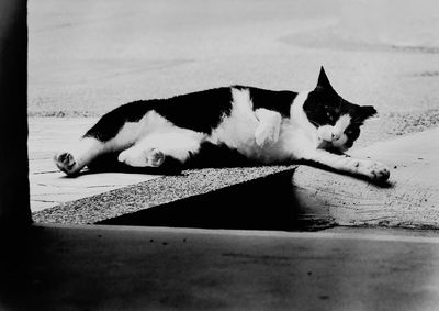 Dog lying down on floor