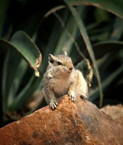 Close-up of squirrel on rock