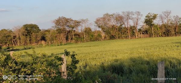 Scenic view of field against sky
