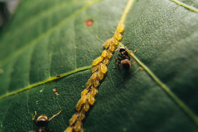 Close-up of spider