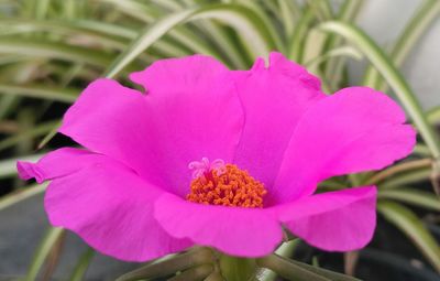 Close-up of pink flowering plant