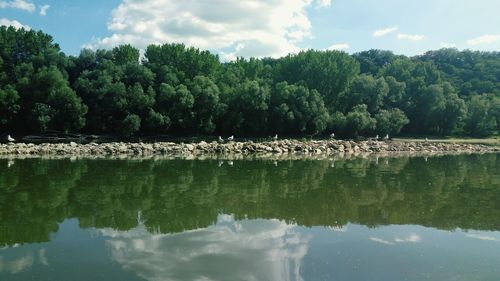 Scenic view of lake by trees against sky