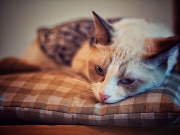 Close-up of cat lying on bed at home