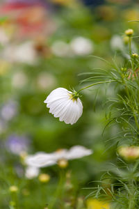 Close-up of white flowering plant