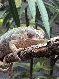 Close-up of lizard