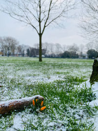 Close-up of snow on field during winter