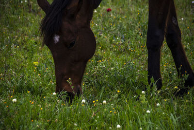 Horse grazing in a field