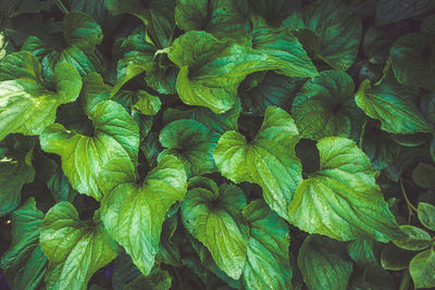 Full frame shot of green leaves