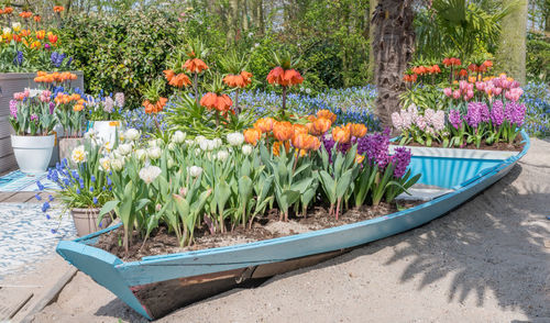 Flower plants in garden