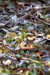 Close-up of snake on field