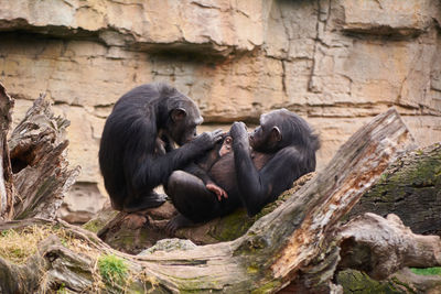 Two female chimpanzees caring for young, mother's love, large tree trunk, monkeys