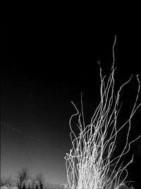 Low angle view of trees at night