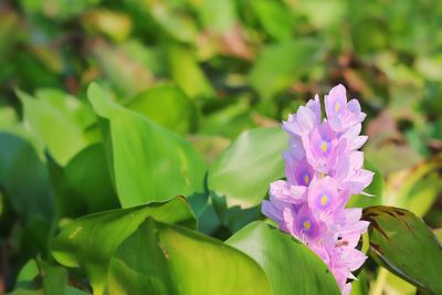 Close-up of pink flowering plant