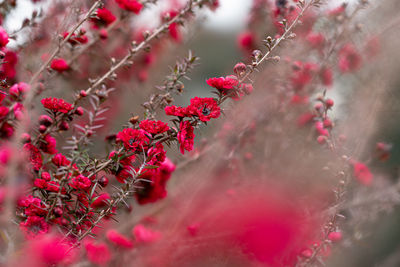 Close-up of pink flowering plant against blurred background