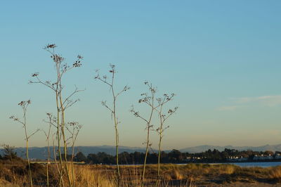 Scenic view of landscape against clear sky