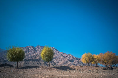 Trees on desert against blue sky