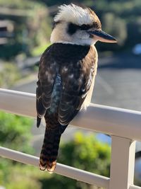Close-up of bird perching on railing