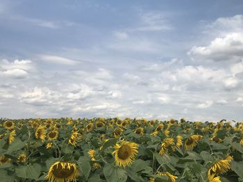 Scenic view of sunflower field against cloudy sky