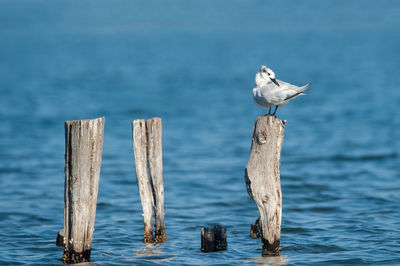 Seagull perching on wooden post