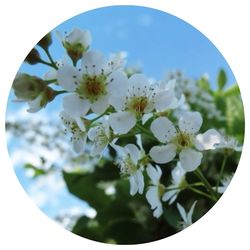 Close-up of white flowers