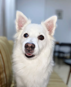 Close-up portrait of white dog at home