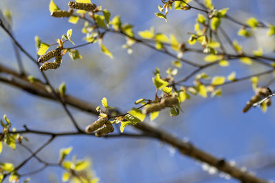 Low angle view of cherry blossoms in spring