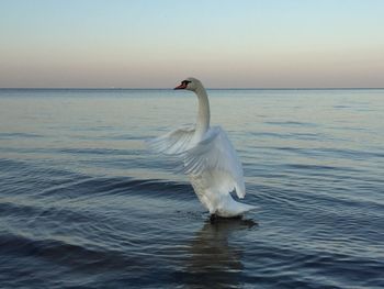 Swan on lake against clear sky