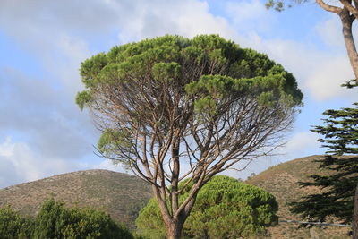 Close-up of tree against sky