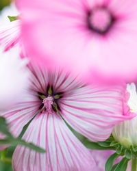 Close-up of pink flower