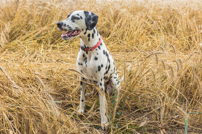 Dog on field