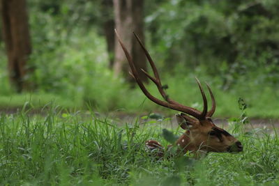 View of deer on field