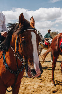 Horses standing on a land