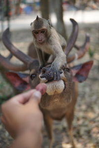 Monkeys on hand holding leaf