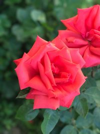 Close-up of pink rose blooming outdoors