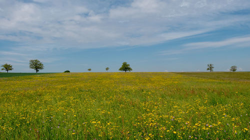 Scenic view of agricultural field against sky