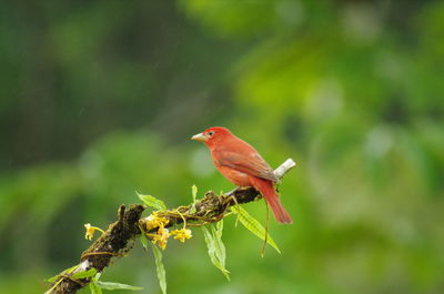 Close-up of bird perching on branch