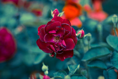 Close-up of red flowers