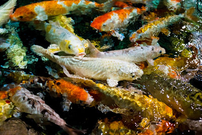 Close-up of fish in sea