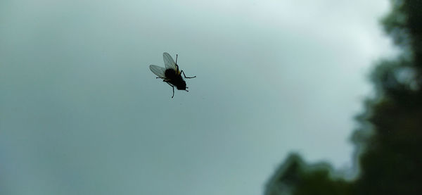 Low angle view of insect on plant against sky