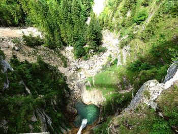 Scenic view of waterfall in forest